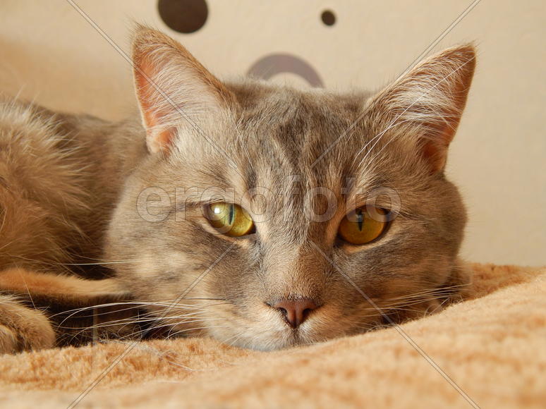 Британский кот Матрос - Крутикова Надежда