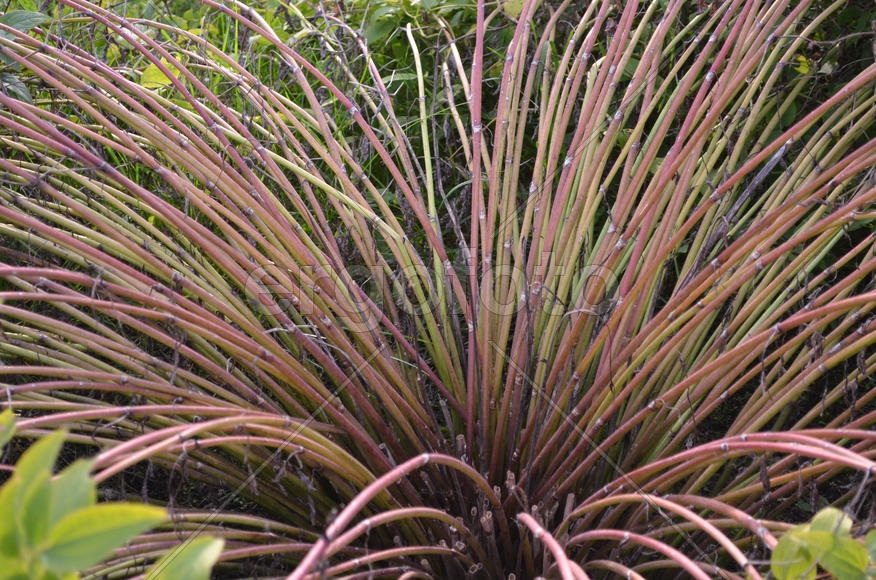 кокколоба лист. лист по форме основания листовой пластинки. трубчатые листья. расположение жилок в листовой пластинке. трубчатые листочки.