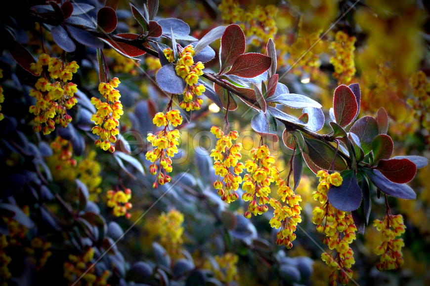 почки на барбарисе весной. можно ли есть листья барбариса. паутина на барбарисе. листья барбариса тунберга стали местами ярокл заленвми. барбарис обыкновенный размножение.
