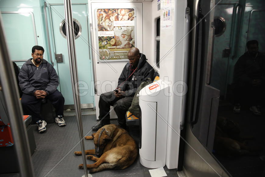 Собаки в метро