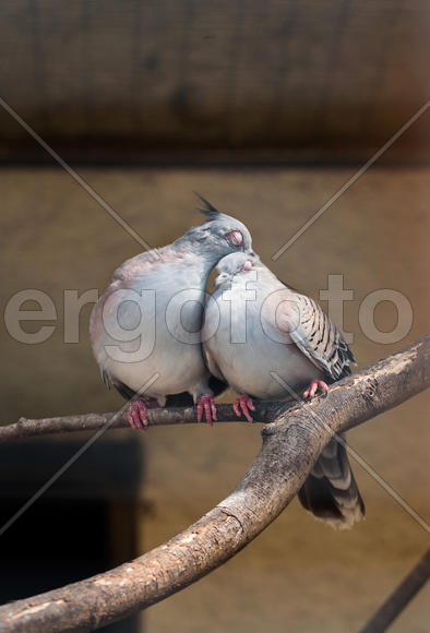 Любовь и голуби