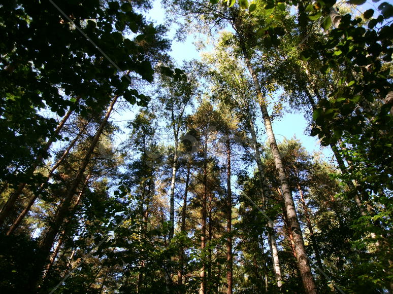 В лесу днем         