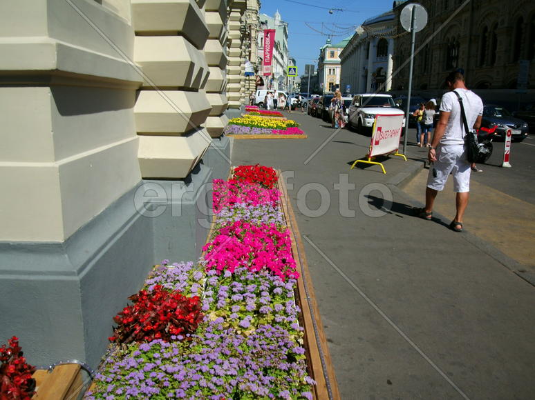 Клумбы с цветами в центре Москвы         