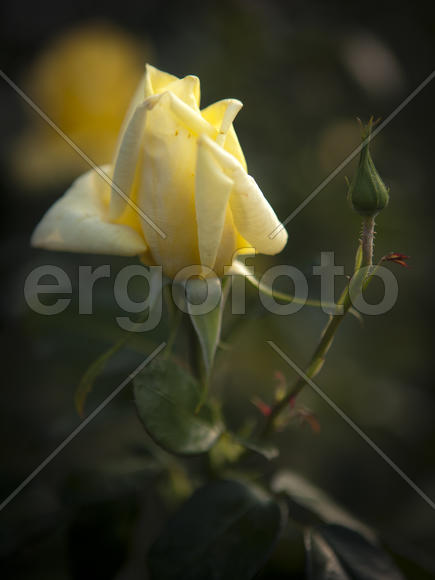 желтый тюльпан