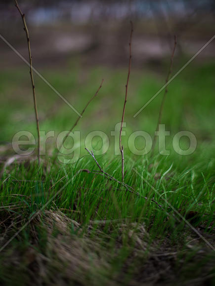 Молодые ветки в зеленой траве