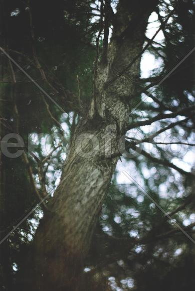 Дерево в лесу