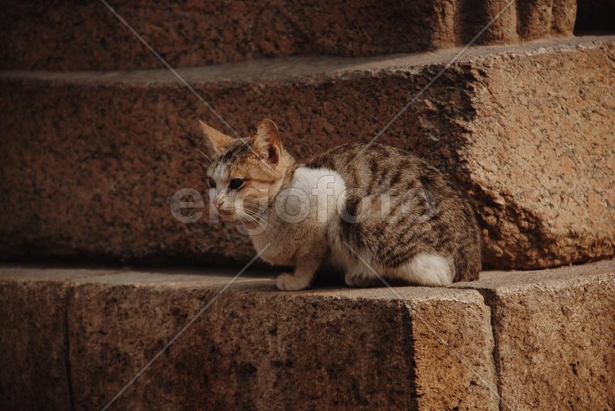 Каирская кошка