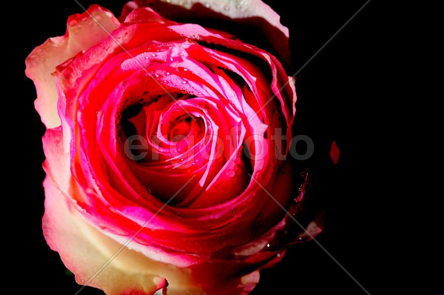 Роза во тьме