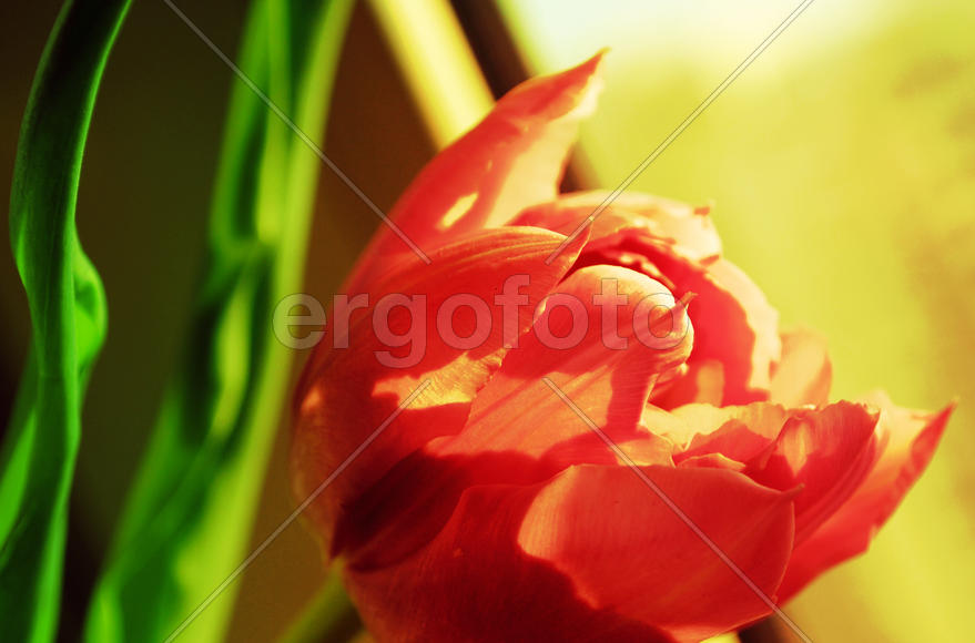 Ярко красный тюльпан