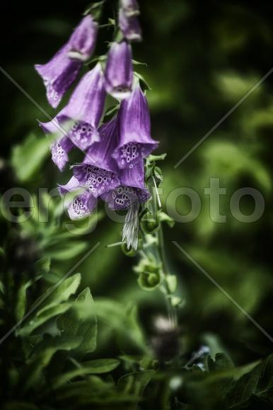 Колокольчики