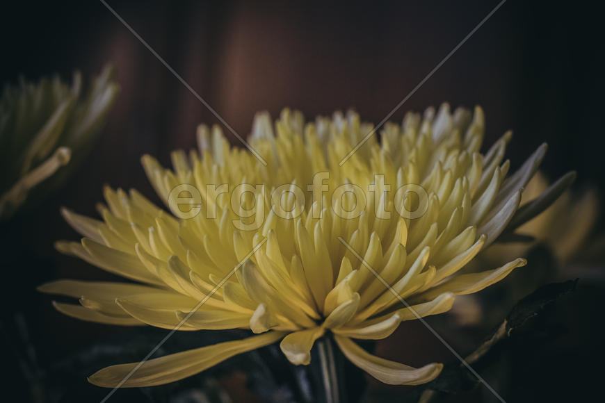 Бутон хризантемы 