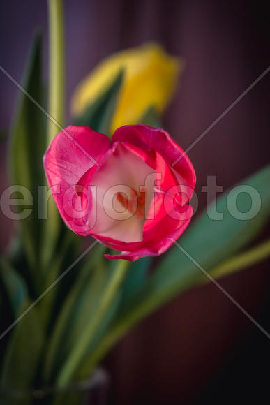 Малиновый тюльпан