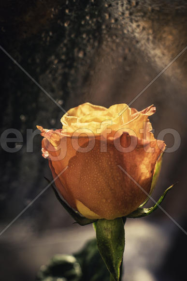 Роза на закате дня