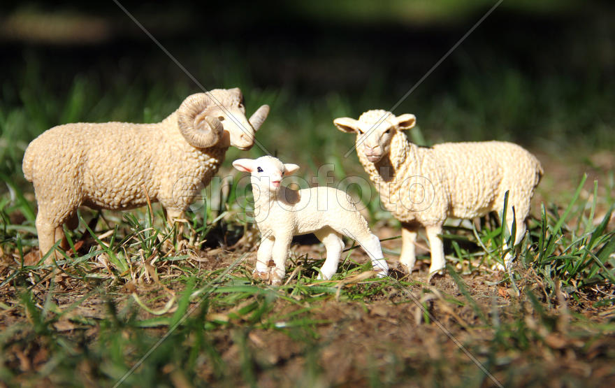 Семейство овец