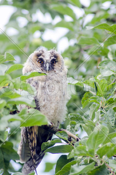 Owl sitting on a branch of a tree in the garden