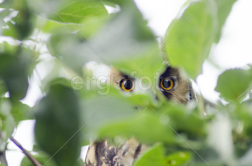 Owls look through the trees