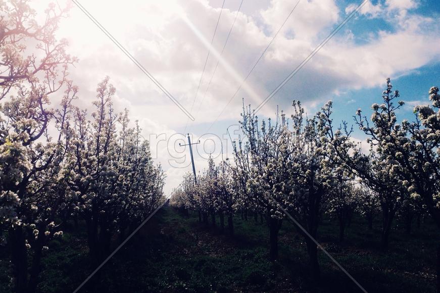 Яблочные сады 