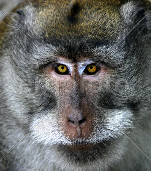 Взгляд обезьяны
