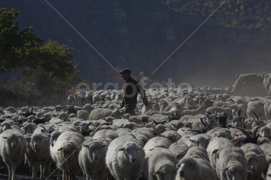 Пастух и стадо овец