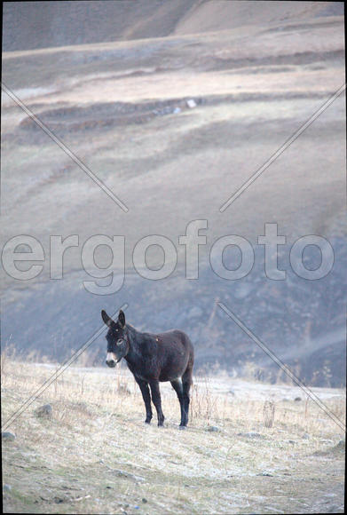 Осел