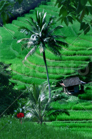Бали. Растительность и природа