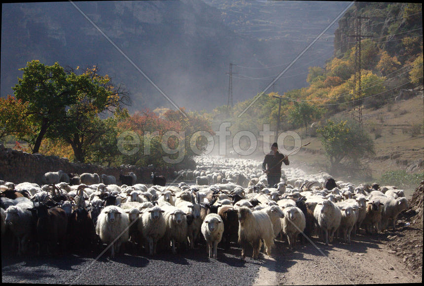 Пастух и стадо овец