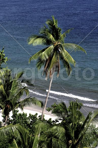 Пальма на пляже