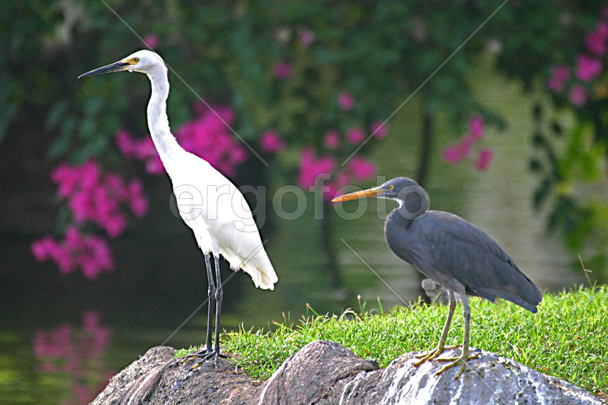 Белая и черная птица