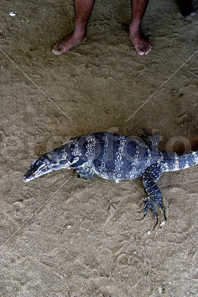 Крокодил на Бали