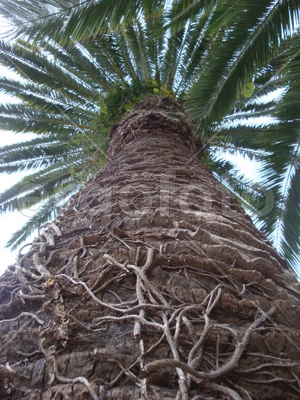 пальма в интересном ракурсе