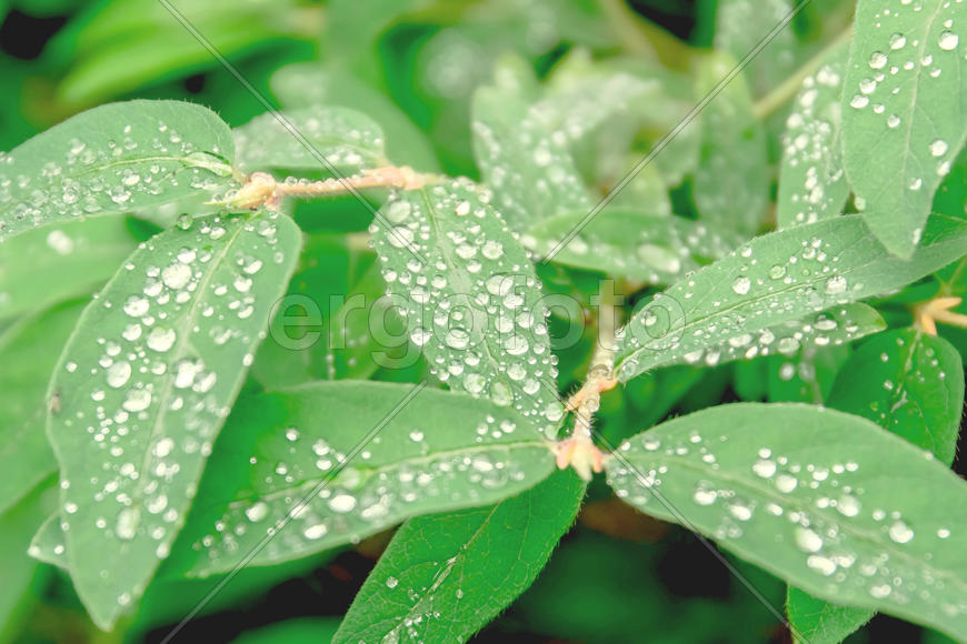 Зеленый лист с каплями воды 