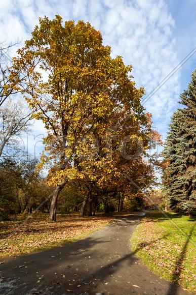 Осенние дубы в городском парке 