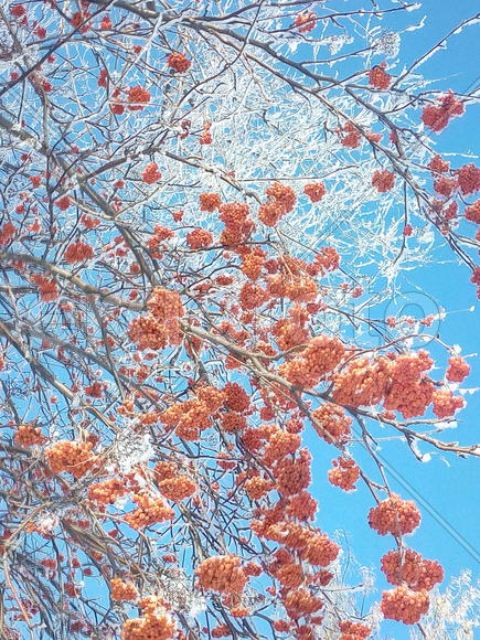 Рябина на морозе