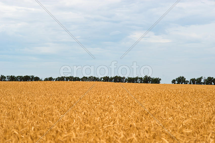 Бескрайнее поле пшеницы 