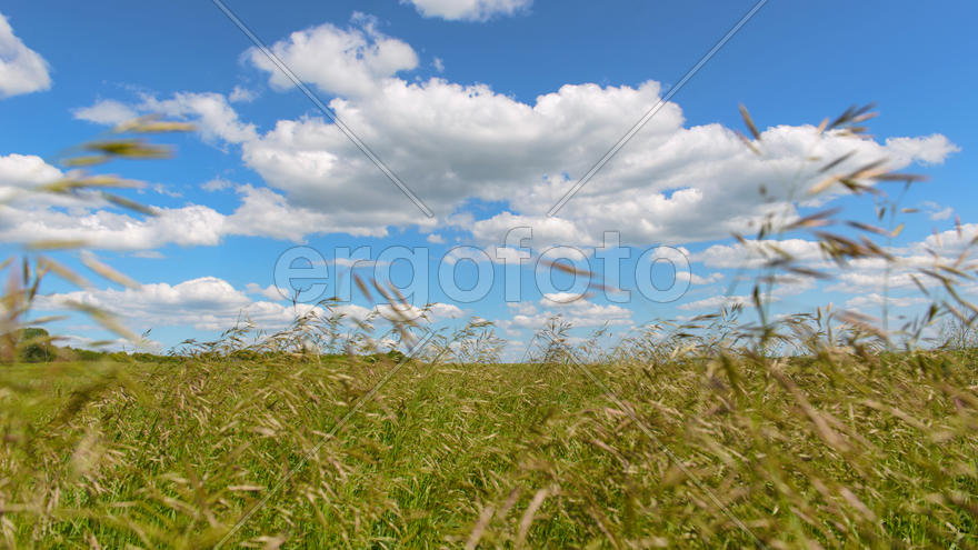 Луговая трава на фоне неба