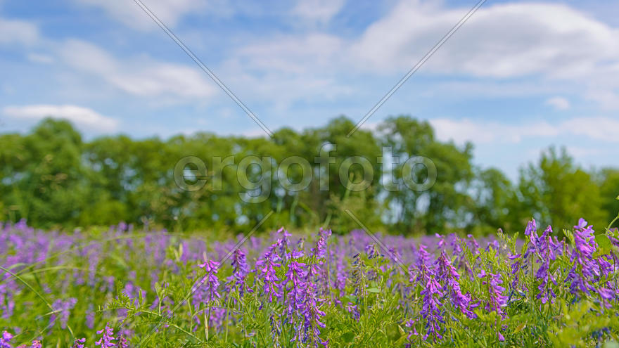 Фиолетовые луговые цветы