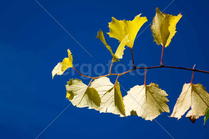 Осенние листья на фоне неба