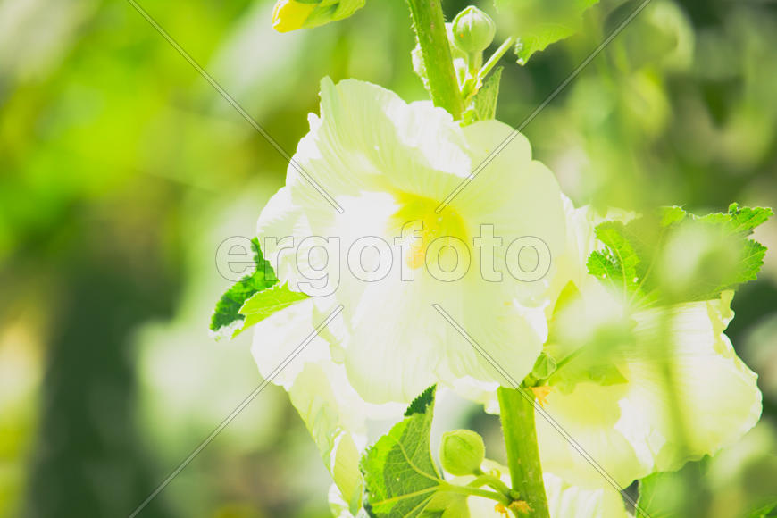 Белый цветок мальвы
