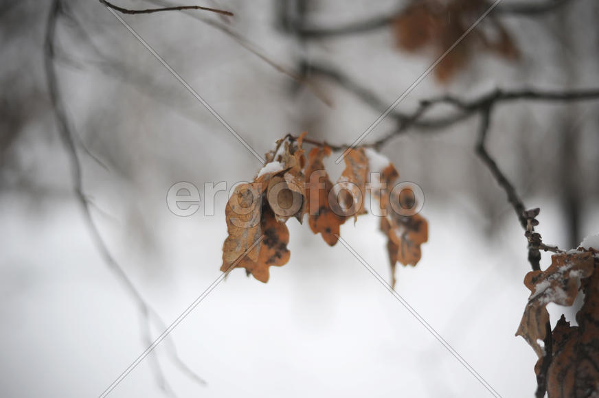 Жухлые листья под снегом