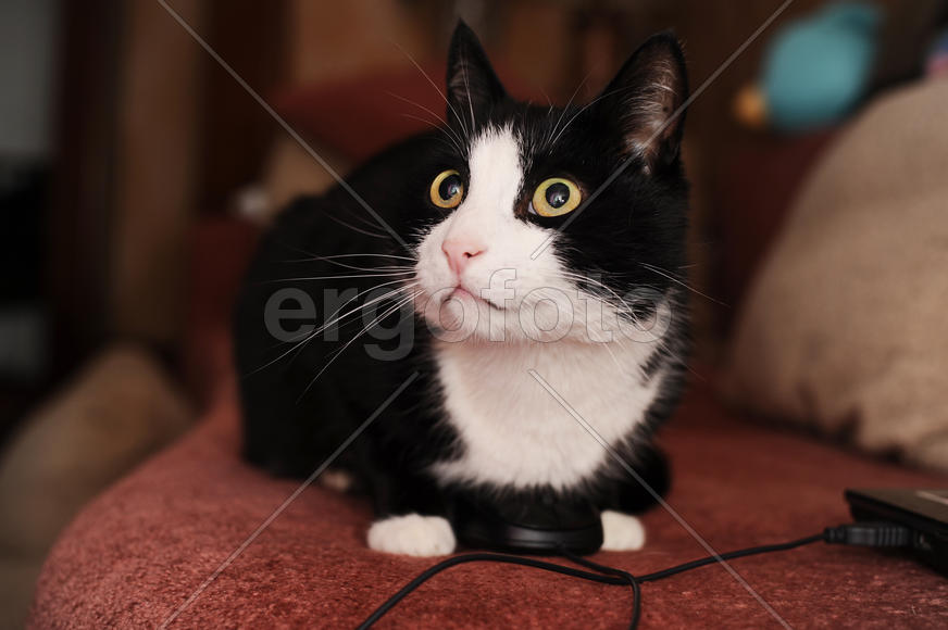 Кот смотрит наверх, сидя на компьютерной мыши