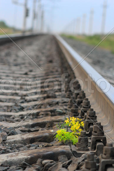 Цветок на железной дороге