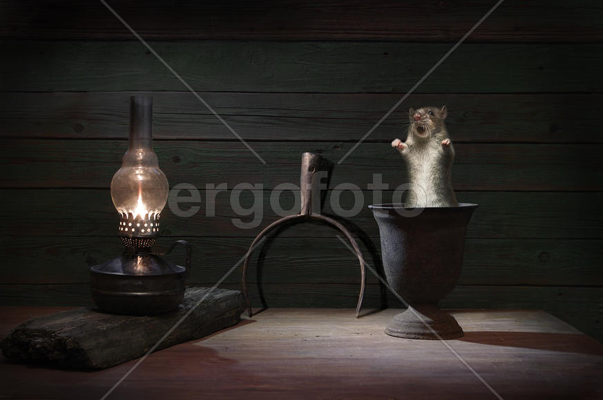 Крыс возмущён ярким светом керосиновой лампы