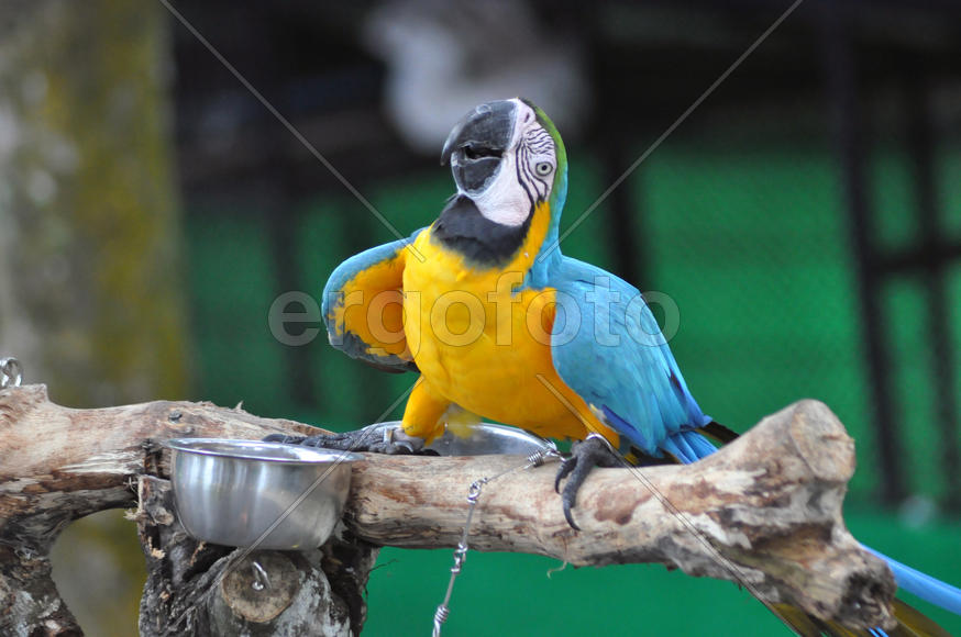 Жёлто-голубой попугай