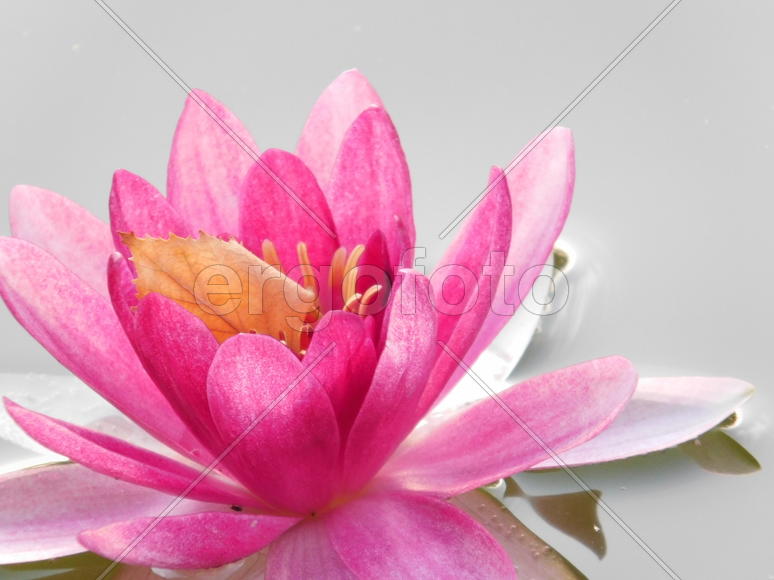 Розовый цветок и осенний лист