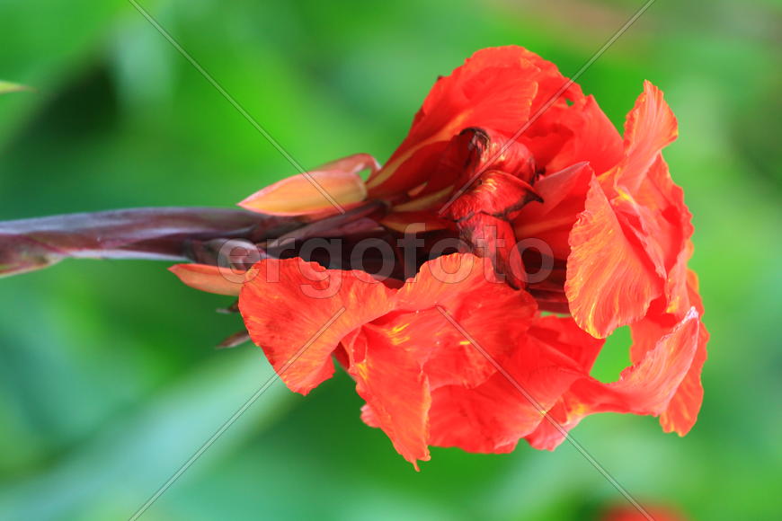 Ярко оранжевый цветок 