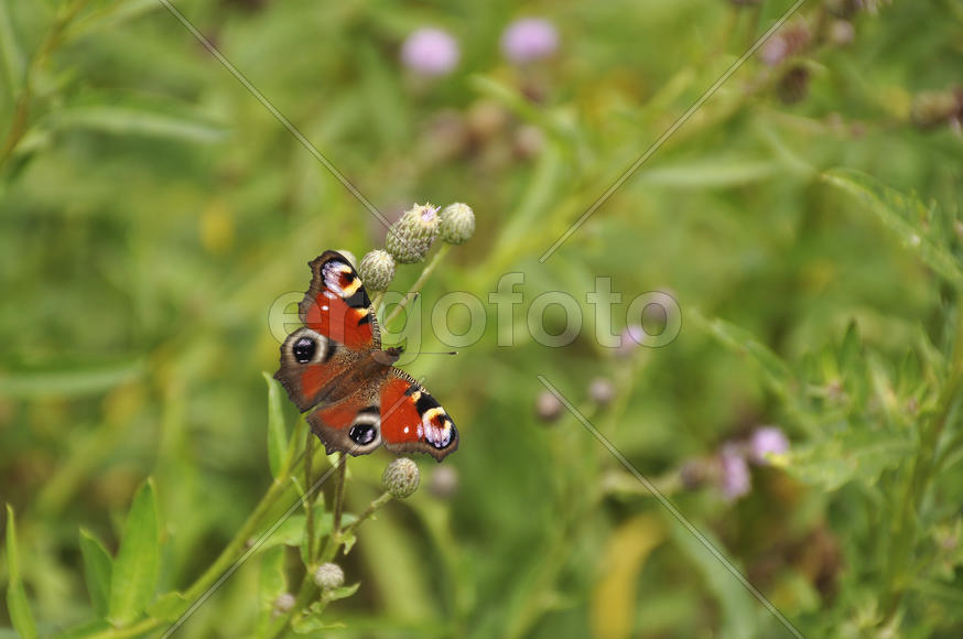Бабочка в зеленой траве днём
