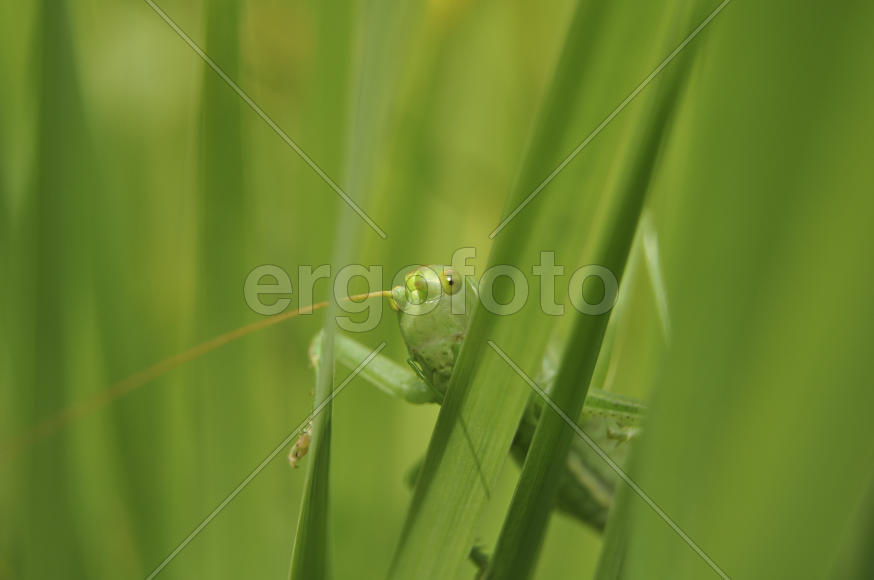 Зеленый кузнечик сидит в траве