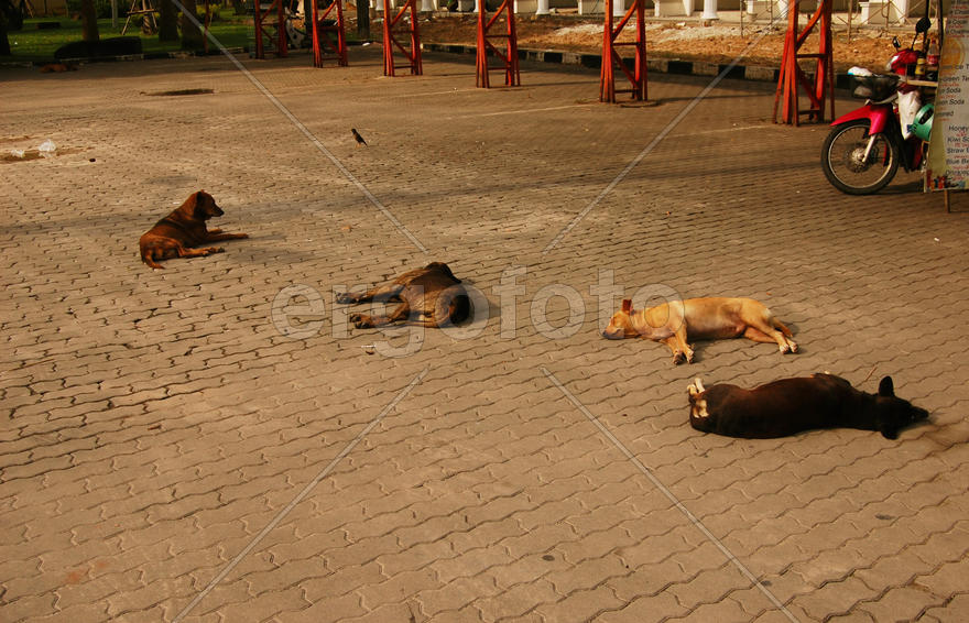 Спящие тайские собаки