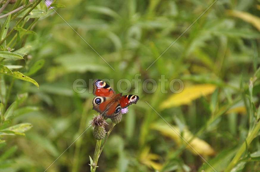 Бабочка на чертополохе на лугу днём