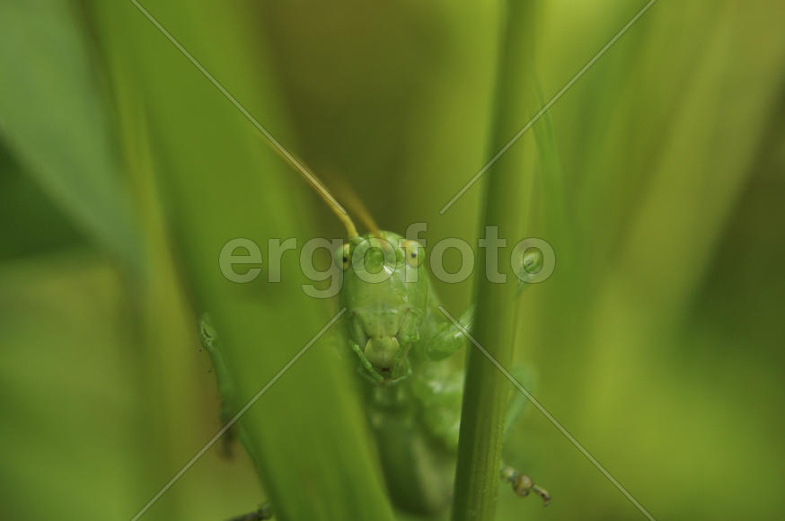 Зеленый кузнечик крупным планом в траве